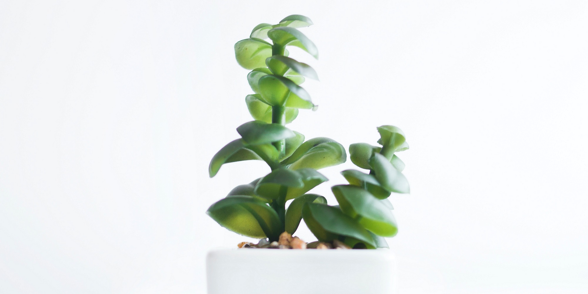 House plants against a white background